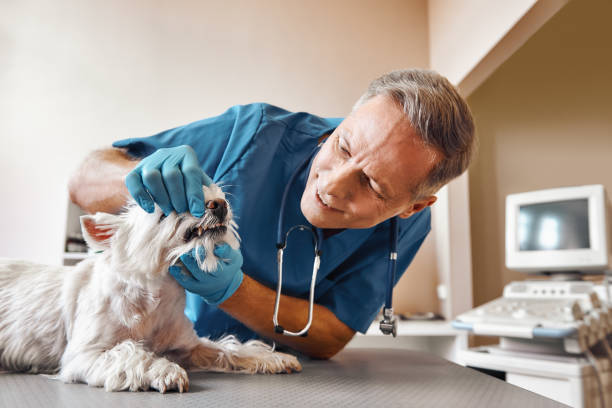 Best Weekend Emergency Dentist in Excelsior, MN